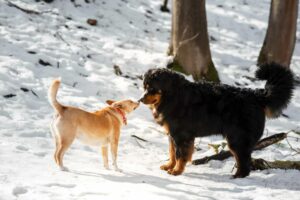 voeding puppy