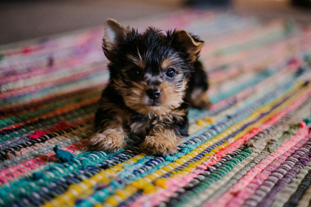 Opvoeding puppy
