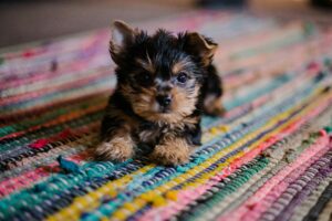 Opvoeding puppy